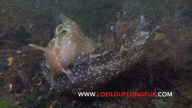 Aplysia Punctata - Lièvre De Mer Ponctué - Seahare 2