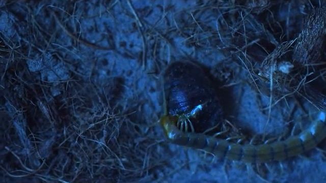centipede eating a roach to unfitting music.wmv