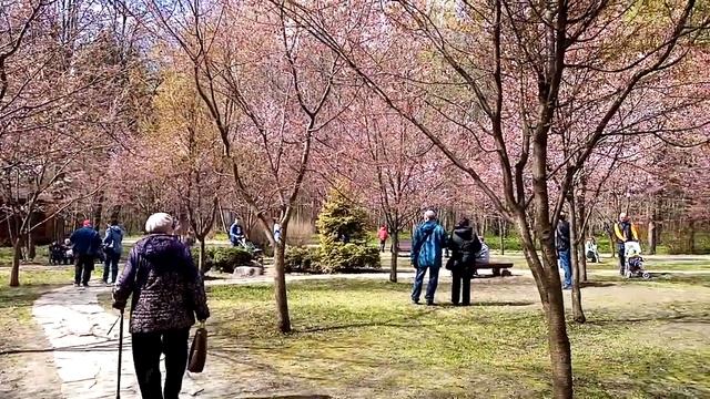 Парки Москвы. Дендропарк в Бирюлёво Восточное. Сакура зацвела.