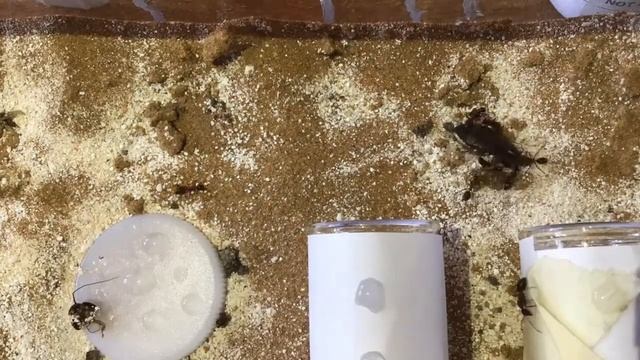 *NEW* camponotus herculeanus Colony (time lapse)