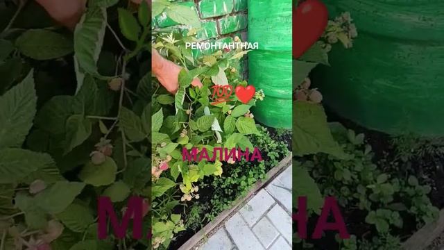 ОБРЕЗАТЬ или НЕ ОБРЕЗАТЬ РЕМОНТАНТНАЯ МАЛИНА 🌿💯❤️...