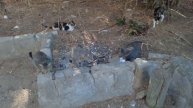 Panther and cute cats🐈Пантера и няшные котики🐱パンサーと猫😻표범과 고양이🐅Panther und Katzen🦁Pantera y gatos