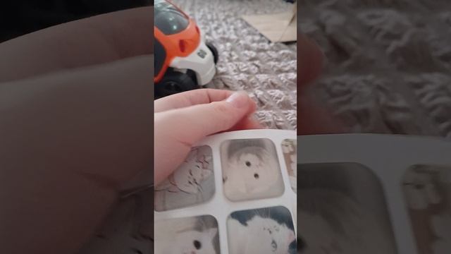 распаковка  стикер котиков в доме  который  мы орендавали