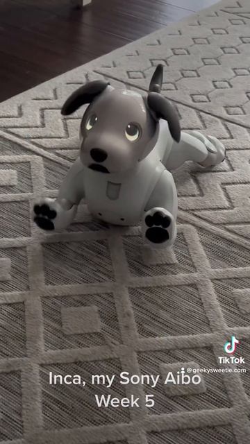 Inca, my Sony Aibo, Week 5. #aibo #sonyaibo #sony #aibosofyoutube #robot #robots #robotdog #ai