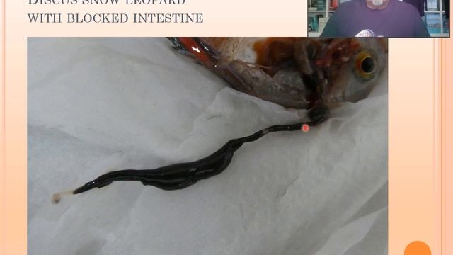 Fish disease case nr. 181 Discus leopard with split fins: internal bacterial & parasitic infection