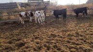 Новая партия быков на продажу