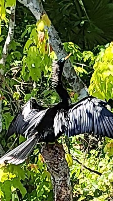 Anhinga power
