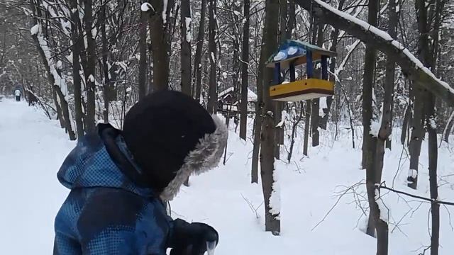 Прогулка в зимнем лесу/ Кормим птичек
