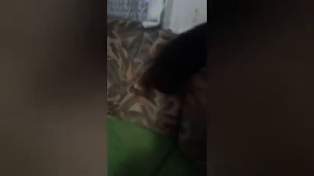 Tym razem walka kota z klapką na muchy oraz z lękiem wysokości