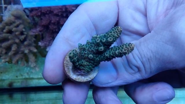 Acropora Millepora orange coral gandalf