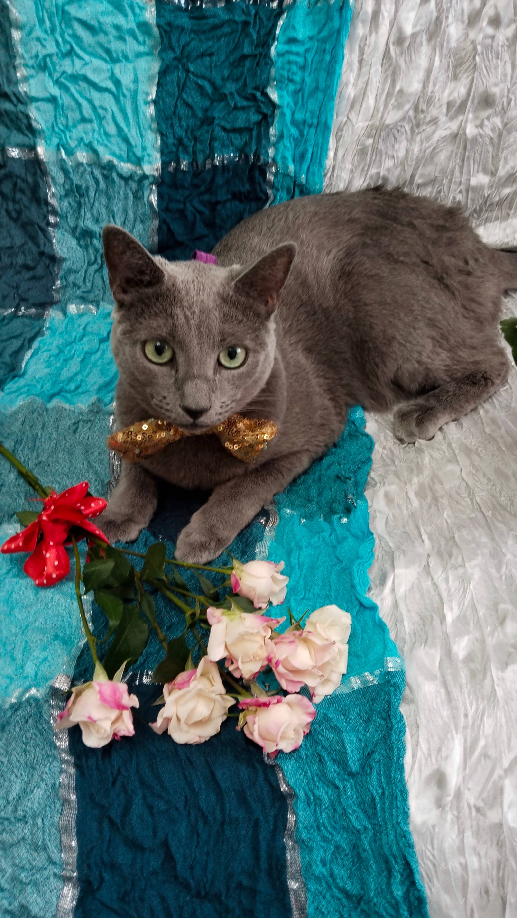 С 8 Марта! От кота Мистера Грея)