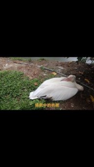 sleeping pelican 睡覺中的鵜鶘