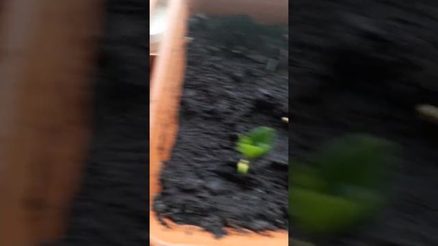 Рассада ПОМЕЛО на карантине. Часть 2.