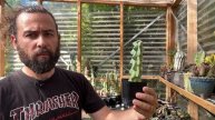 Mutant cacti: the weird and the beautiful