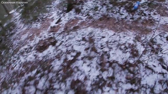 ГРИБЫ В ЗИМНЕМ ЛЕСУ ! Грибные новости 4.12.2020 Гигрофор Поздний, Вёшенка Съедобные Грибы 2020 !