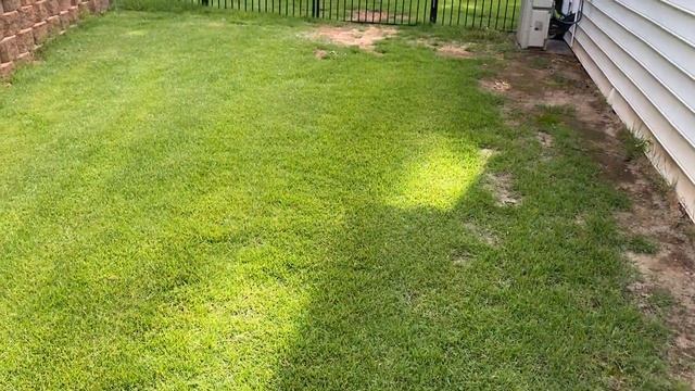 Zoysia Project Video 15.  Things just changed....