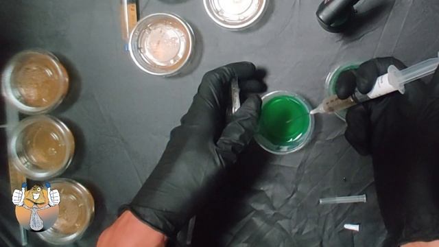 Liquid Culture & M.S.S. to Agar + Update (My First Attempt)