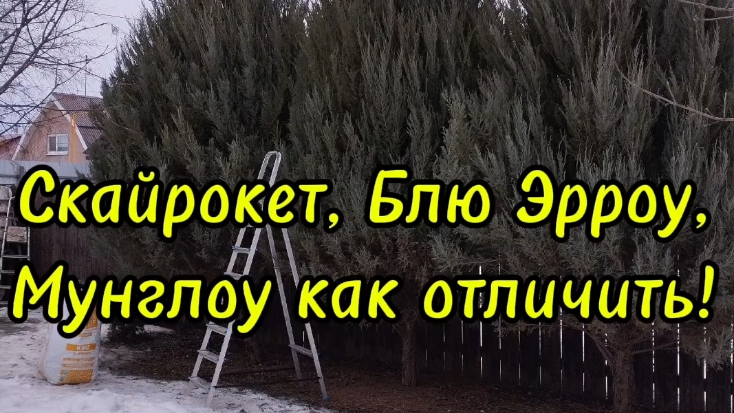 🌲Как отличить скальные можжевельники Скайрокет,Блю Эрроу, Мунглоу!🌲