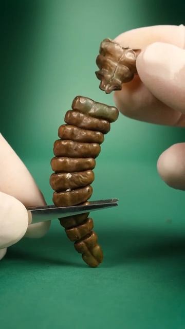 How do rattlesnake rattles make sound ?