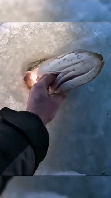 Отличную мамку поймал и решил отпустить 😌