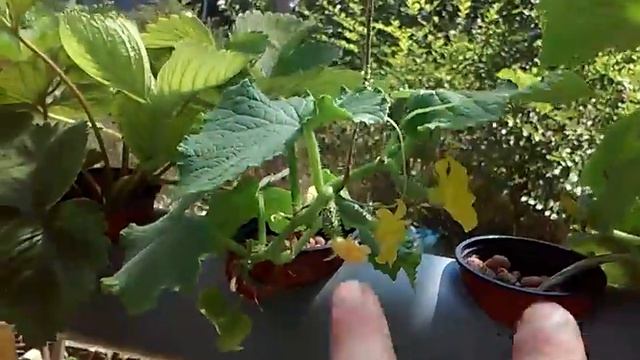Гидропоника 4. клубника и огурцы