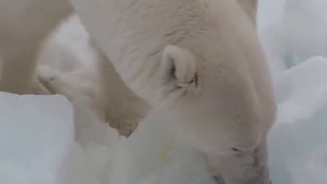 Медведь