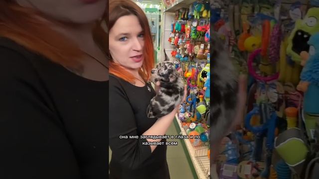 ОБЗОР восхитительной ЧИХУАХУА невероятного окраса