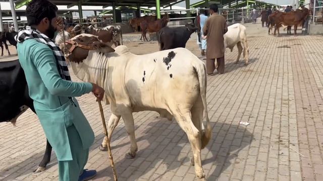 Multan Mandi Main Chota Mall Bht Sasta Mil Rha Hay @SSTvs