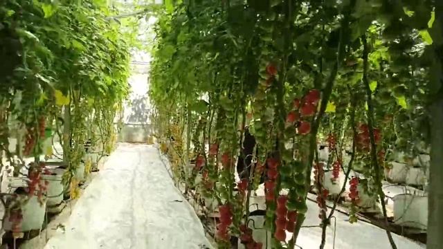 vườn thực nghiệm cà chua cherry