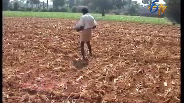 Fertilizer Management | In Maize