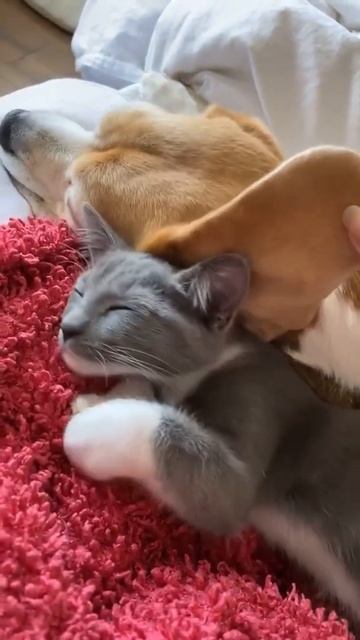 This cat is using the dog's ear as a cover. 😸via