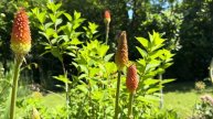 Kniphofia / Red Hot Poker