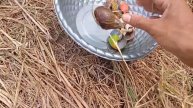 lots of snails in the former haystack field, red snails, blue snails, striped snails rainbow snails