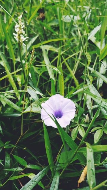 30 Coastal Morning Glory -five-fingered / mile-a-minute / Ipomoea cairica - #ipomoeacairica #wild