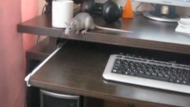 Крыса и компьютер часть 1. Rat and a computer part 1