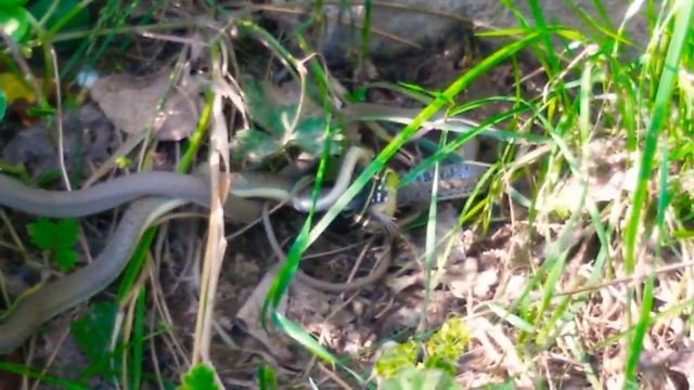 Yılan kertenkele mücadelesi/ Yılan kertenkeleyi yiyor/ Snake lizard fight / Snake eats lizard