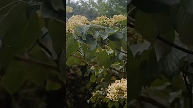 층층나무