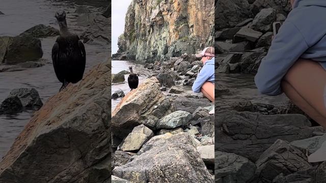 Наш друг дикий баклан Гектор! Wild cormorant Hector!