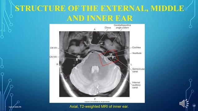 MRI Sectional Anatomy chapter 2 - Cranium and Facial Bones
