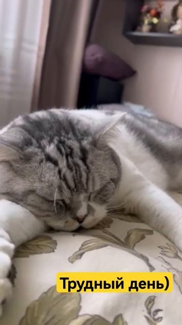 котик устал)