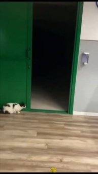 Кыш отсюда!..) #shorts