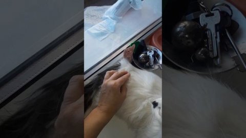 Кошка Синти Сфинкс-браш у неё такая шерсть! Прошу будьте более внимательными!...!