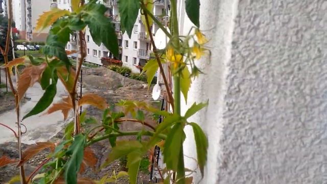 Pomidory balkon 2016-07-16