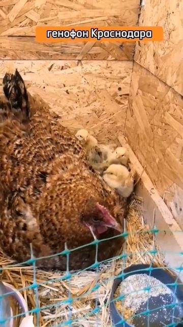 100% вывод цыплят) ЦЫПЛЯТА Борковской Барвистой 🐣 #shortsvideo #хочуврек #куры #наседка #цыплята