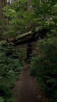 The “Twilight” Movie Forest #shorts
