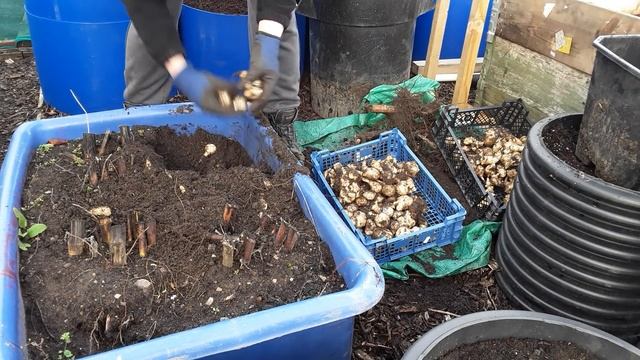 Jerusalem Artichokes Grown In An Large Open Container In Comparison To 10 Inch Pot, The Reveal (478