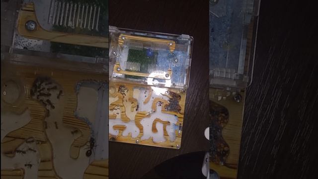 СЛИШКОМ много фактов о муравьях