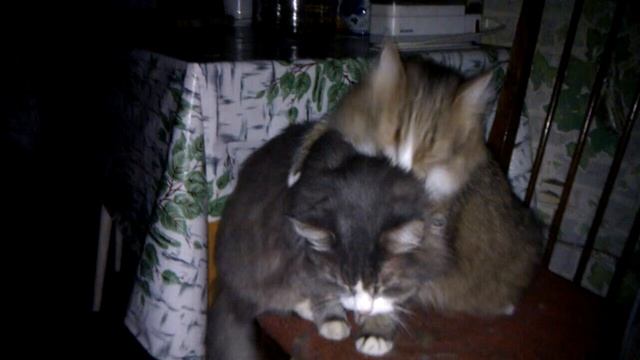 Сладкий котик