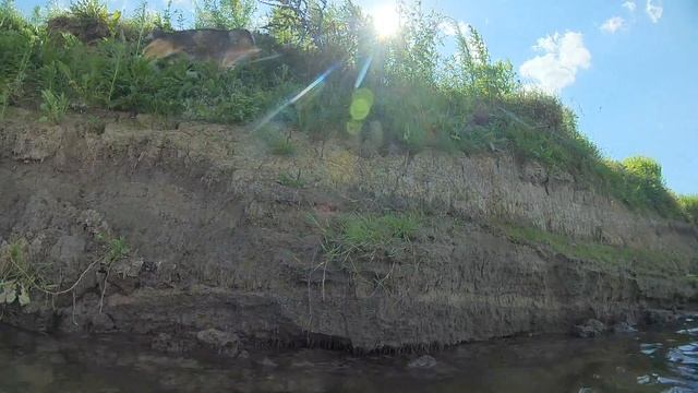 водяная крыса