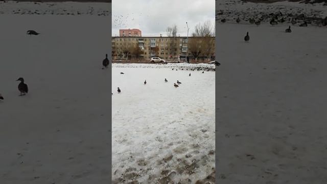 Большая стая уток перезимовали зиму